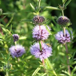 Water Spearmint Mentha cervina in lilac was Preslia cervina