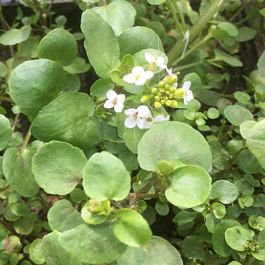 Water Cress Rorippa nasturtium aquaticum British Native pond plant