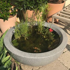 Container Pond Ideas and Planting variations