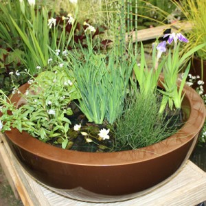 Container Pond Ideas and Planting variations