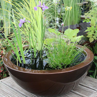 Container Pond Ideas and Planting variations