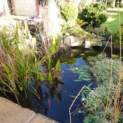 Autumn - clean & maintain the pond