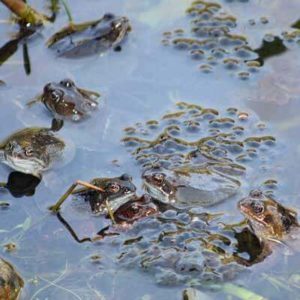 How to help frogs spawn survive in a pond