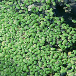 Advice - what will kill duckweed?