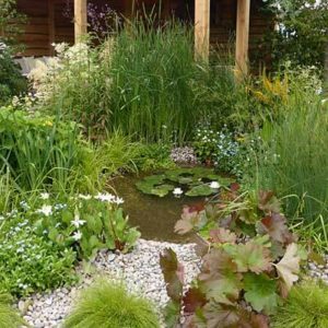 How to encourage wildlife to your pond